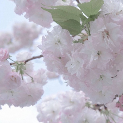 景宁FurryQQ群介绍